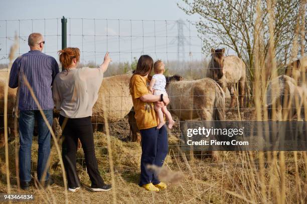 People watch wild horses at the Oostvaardersplassen nature reserve on April 08, 2018 in Lelystad, Netherlands. Thousands of animals died during this...