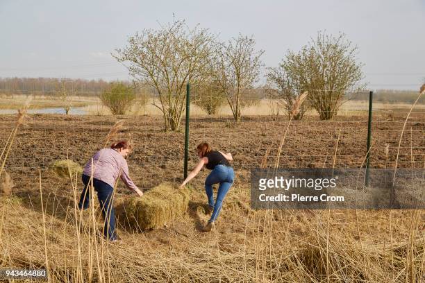 Animal activists feed the horses, deer and cattle by throwing hay over the fences of the Oostvaardersplassen nature reserve despite a ban by the...