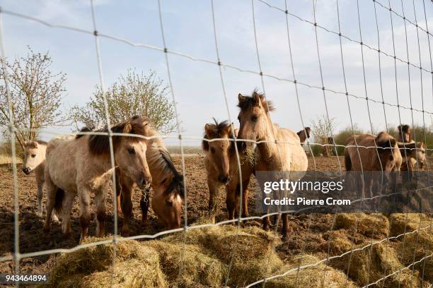 Wild horses are seen at the Oostvaardersplassen nature reserve on April 08, 2018 in Lelystad, Netherlands. Thousands of animals died during this...