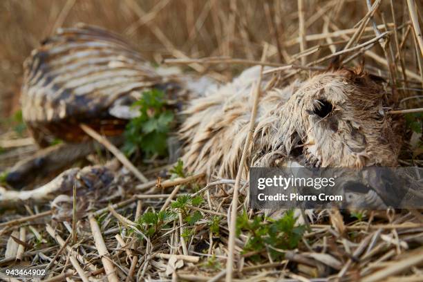 The remains of a deer are seen in the Oostvaardersplassen nature reserve on April 08, 2018 in Lelystad, Netherlands. Thousands of animals died during...