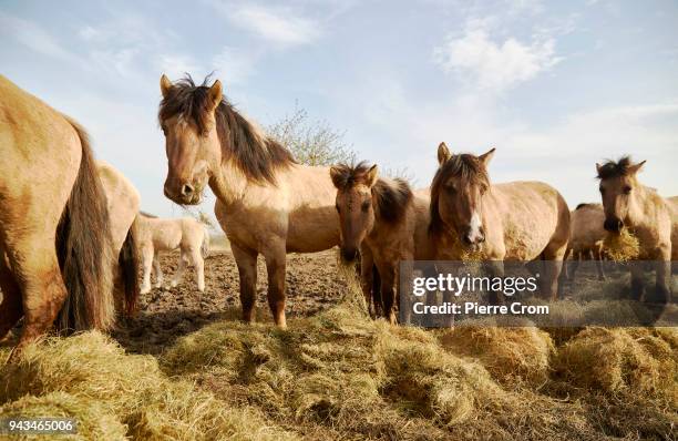Wild horses are seen at the Oostvaardersplassen nature reserve on April 08, 2018 in Lelystad, Netherlands. Thousands of animals died during this...