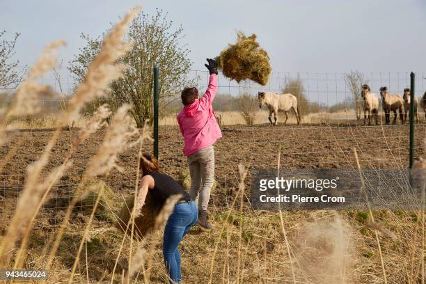 Animal activists feed the horses, deer and cattle by throwing hay over the fences of the Oostvaardersplassen nature reserve despite a ban by the...