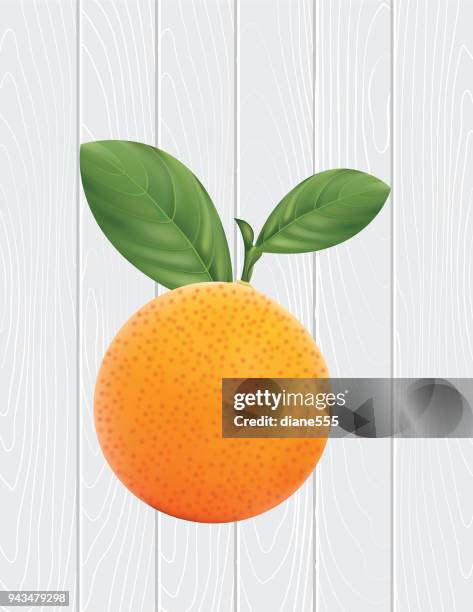 branch of oranges - orange tree stock illustrations