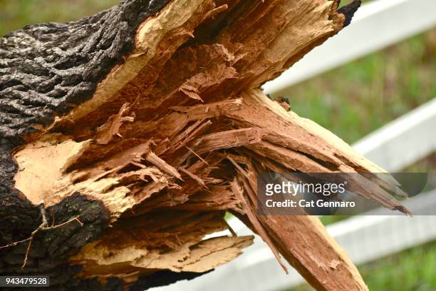 200 year oak tree splits - siebteil stock-fotos und bilder