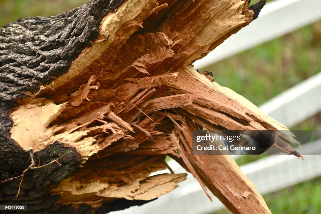 200 year Oak Tree Splits