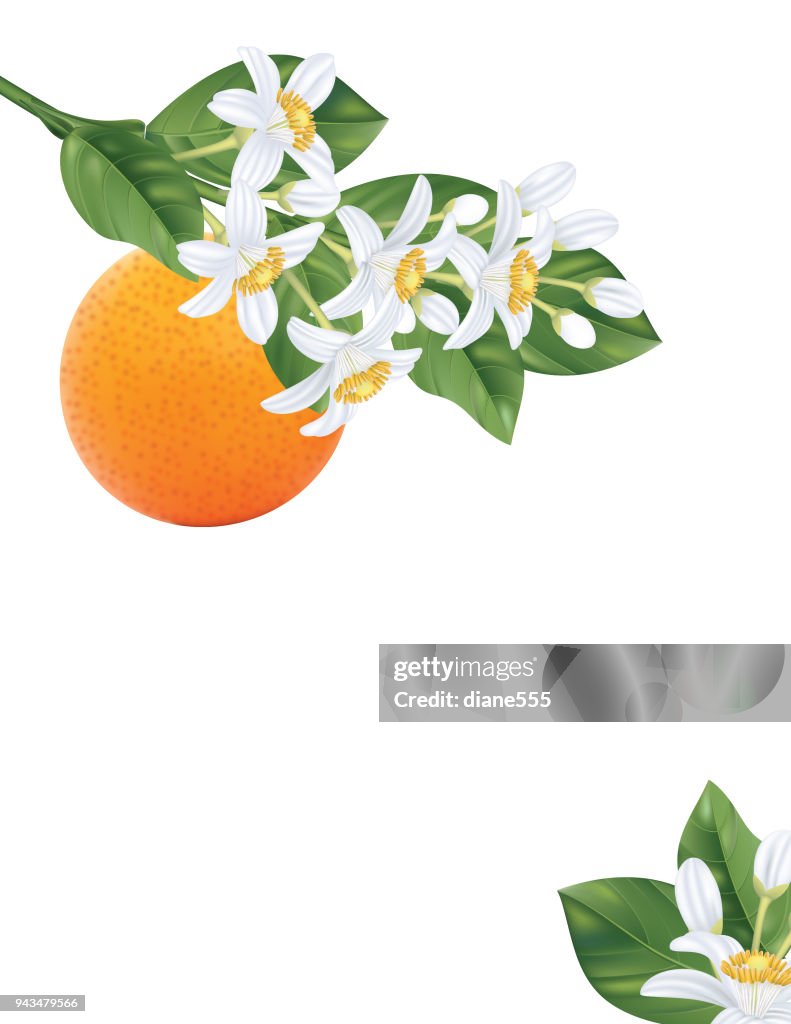 Orange Blossoms Branch and Fruit