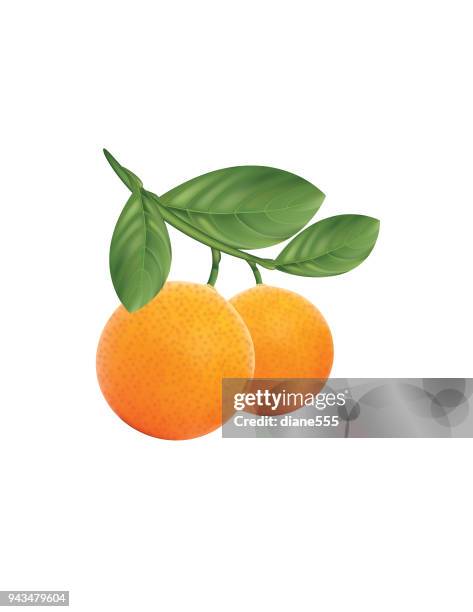 branch of oranges - orange fruit stock illustrations