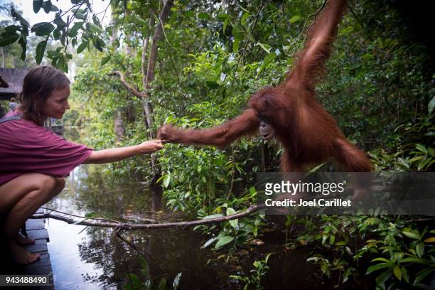 umano e orango che interagiscono al tanjung puting national park, borneo - animals in the wild foto e immagini stock