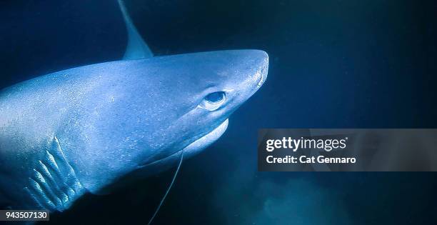 close-up of a six gill shark - giant octopus stock pictures, royalty-free photos & images