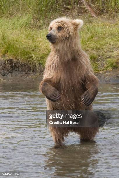 Rampant Bear Photos and Premium High Res Pictures - Getty Images