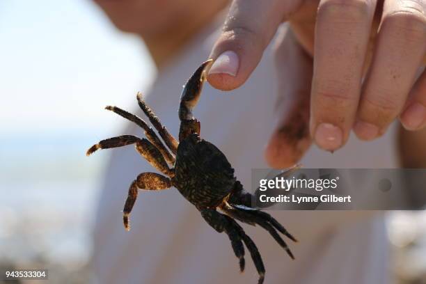 a tiny crab pinches a human hand while on the beach in malibu, california - pressure photos et images de collection
