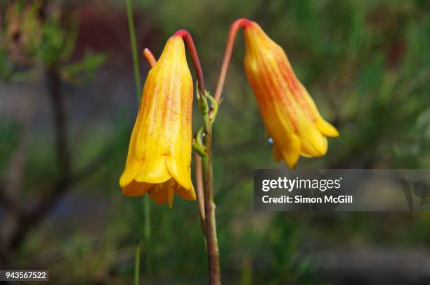 christmas bell (blandfordia grandiflora) - canberra nature stock pictures, royalty-free photos & images