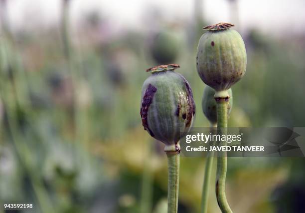The opium sap from the bulb of the poppy plant is seen in Zari District in Kandahar province on April 9, 2018. The US government has spent billions...