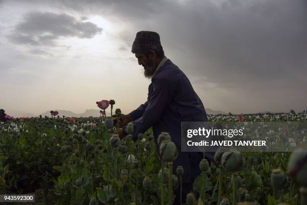 An Afghan farmers harvests opium sap from a poppy field in Zari District in Kandahar province on April 9, 2018. The US government has spent billions...