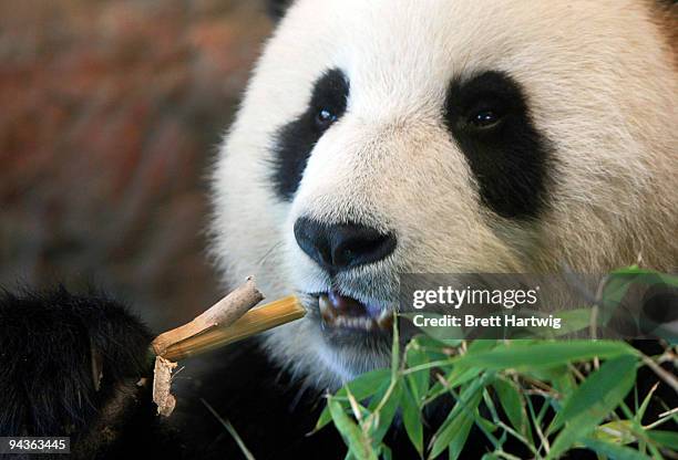 19 New Giant Panda Enclosure Opens At Adelaide Zoo Stock Photos, High ...