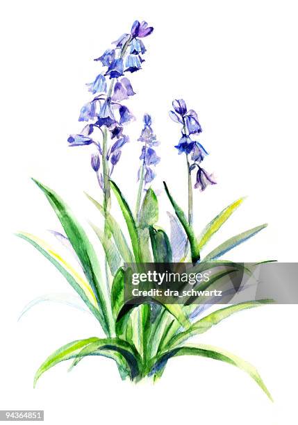 ilustraciones, imágenes clip art, dibujos animados e iconos de stock de bellflower dibujo - estatua-de-bellas-artes