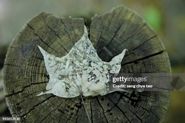 dry leaf skeleton - leaf skeleton stock pictures, royalty-free photos & images