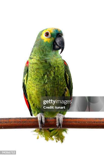 yellow-crowned amazon parrot - parrot stock pictures, royalty-free photos & images