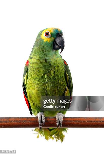 yellow-crowned amazon parrot - parrot bildbanksfoton och bilder