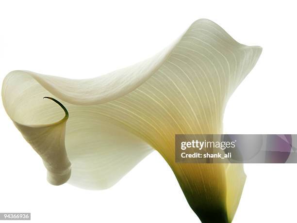 flower-lily - aronskelk stockfoto's en -beelden