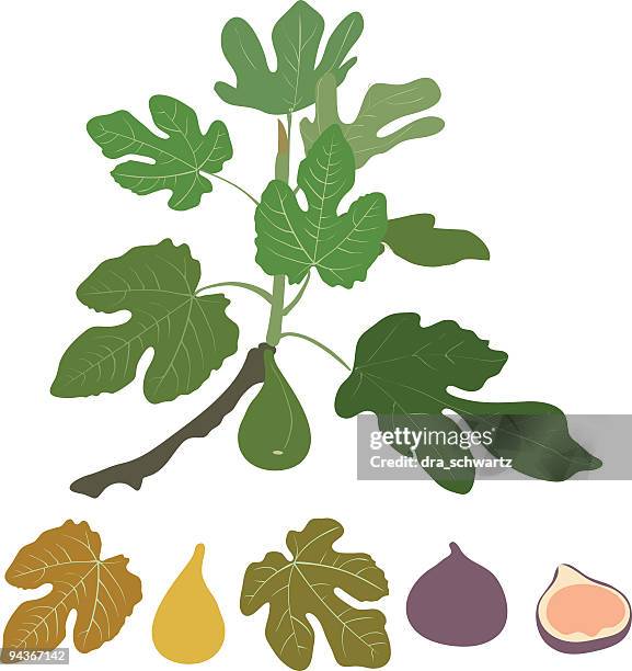 ilustrações, clipart, desenhos animados e ícones de figo - fig tree