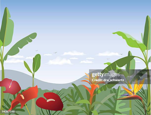 tropical forest - bird of paradise stock illustrations