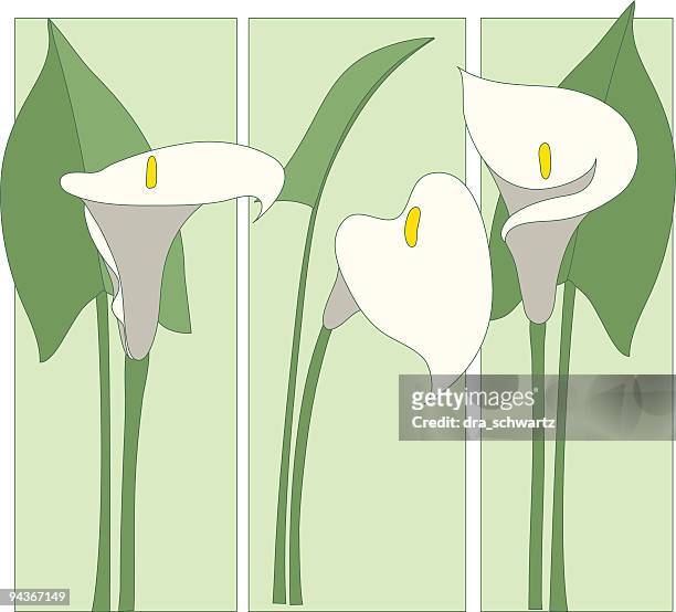 illustrazioni stock, clip art, cartoni animati e icone di tendenza di calla - calla lily