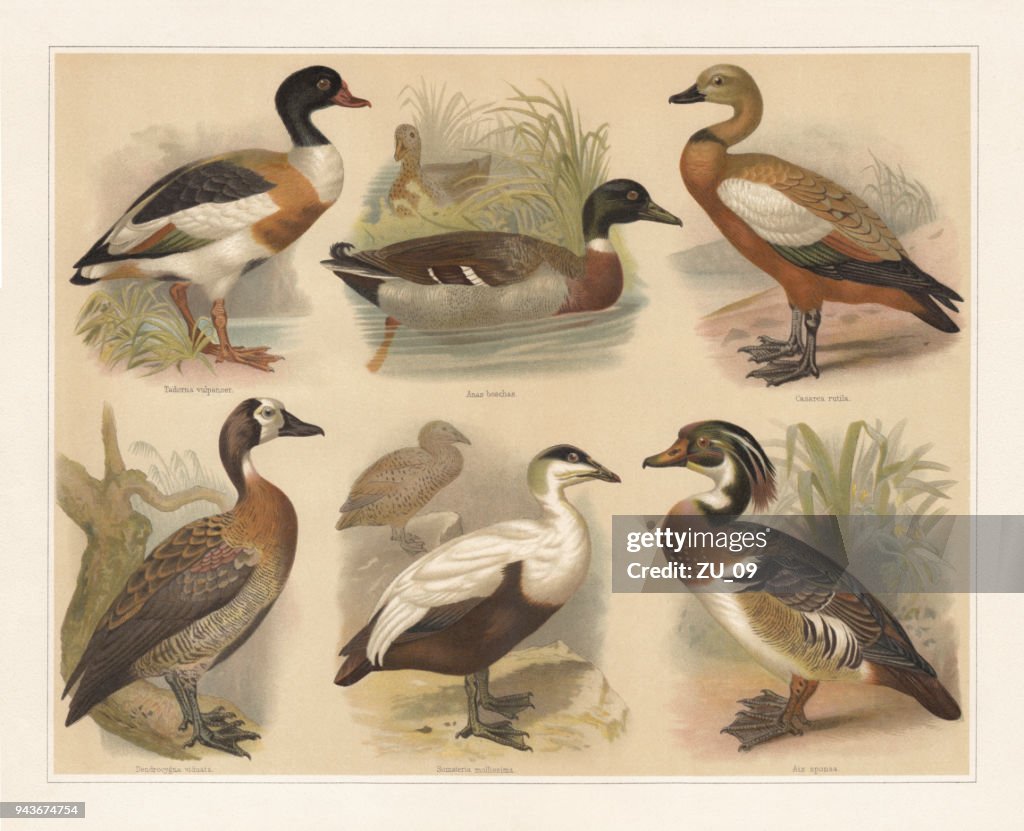 Ducks, lithograph, published in 1897