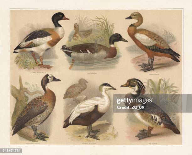 ducks, lithograph, published in 1897 - dendrocygninae stock illustrations