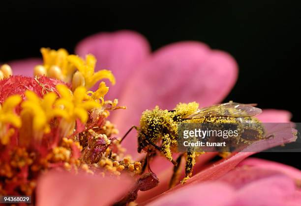 bee - polen stock pictures, royalty-free photos & images