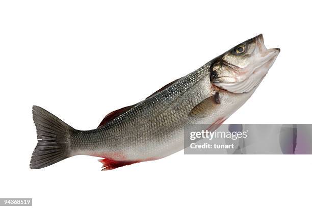 sea bass - fische stock-fotos und bilder