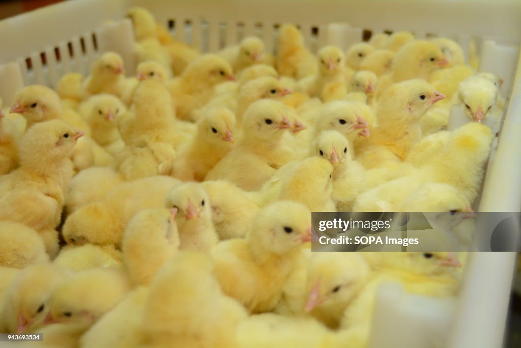 One Day Old Chickens Seen At A Poultry Hatching Firm In Athiriver one-day-old-chickens-seen-at-a-poultry-hatching-firm-in-athiriver