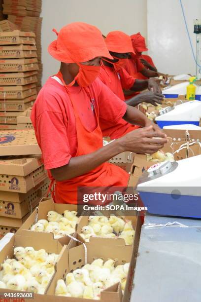 Workers are seen vaccinating a day old chicks at a poultry hatchery in Athiriver, Kenya. Poultry consumption in Kenya is expected to grow three folds...