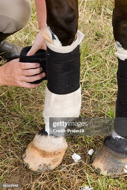 horse leg with bandages - leg stock pictures, royalty-free photos & images