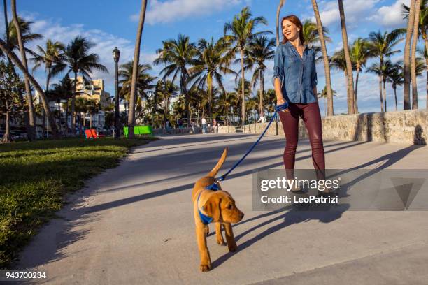 gelukkige vrouw lopen met zijn labrador pup op de promenade in miami beach. - happy lady walking dog stockfoto's en -beelden