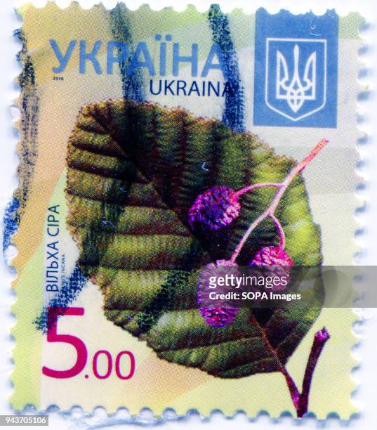 Series of "Flora of Ukraine. Postage stamp shows the image of Alnus incana, the grey alder or speckled alder. Ukraine, 2016.