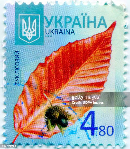 Series of "Flora of Ukraine. Postage stamp shows the image of Fagus sylvatica, the European beech or common beech. Ukraine, 2012.