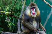 Mandrill at the zoo in Duisburg