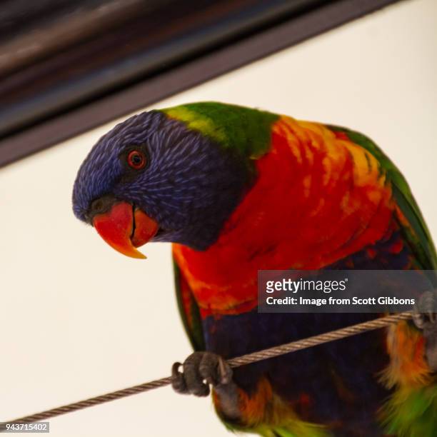 curious lorikeet - image by scott gibbons stock pictures, royalty-free photos & images
