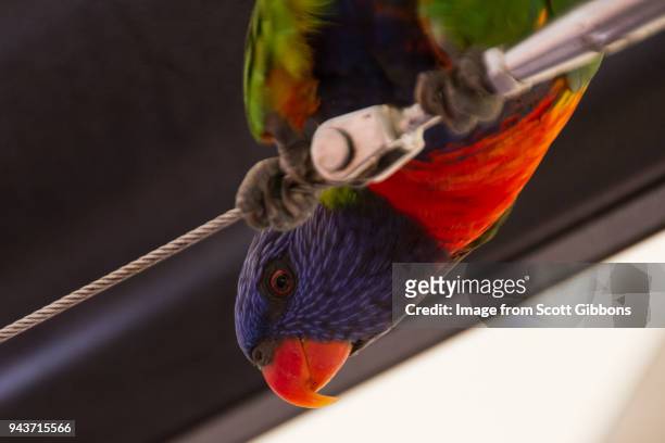 curious lorikeet - image by scott gibbons stock pictures, royalty-free photos & images