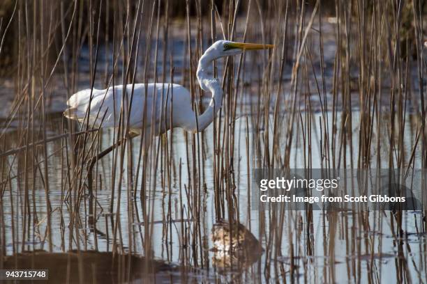 great egret - image by scott gibbons stock pictures, royalty-free photos & images