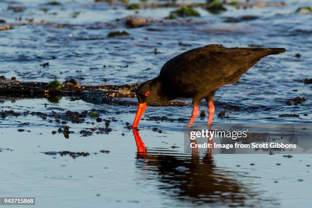 sooty oyster catcher - image by scott gibbons stock pictures, royalty-free photos & images