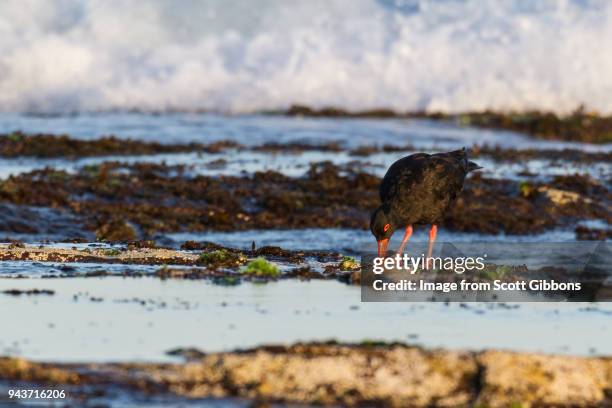 sooty oyster catcher - image by scott gibbons stock-fotos und bilder