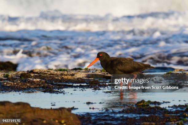 sooty oyster catcher - image by scott gibbons stock pictures, royalty-free photos & images