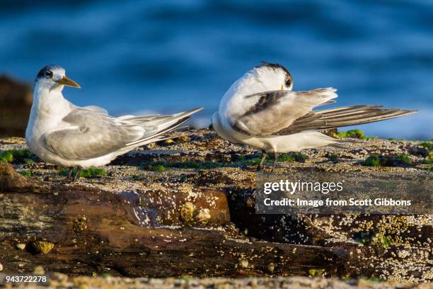 crested terns - image by scott gibbons stock pictures, royalty-free photos & images