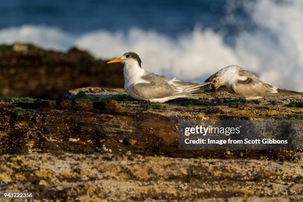 crested terns - image by scott gibbons stock pictures, royalty-free photos & images