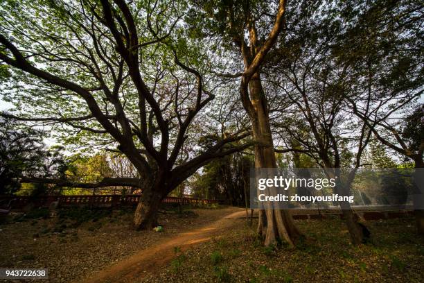 the cubbon park of bangalore - cubbon park stock pictures, royalty-free photos & images