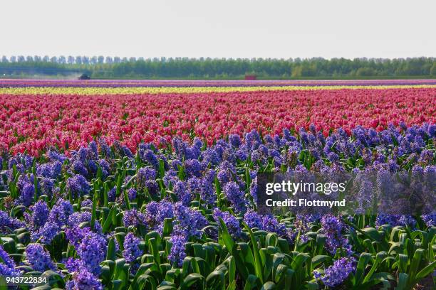 fields filled with colorful flowers - haarlemmermeer stock pictures, royalty-free photos & images