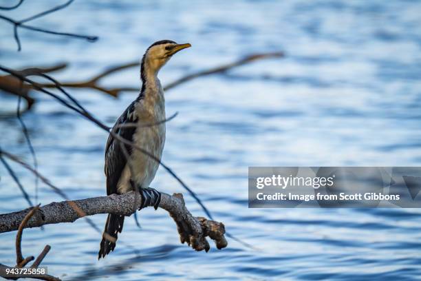 pied cormorant perching at the lagoon - image by scott gibbons stock pictures, royalty-free photos & images