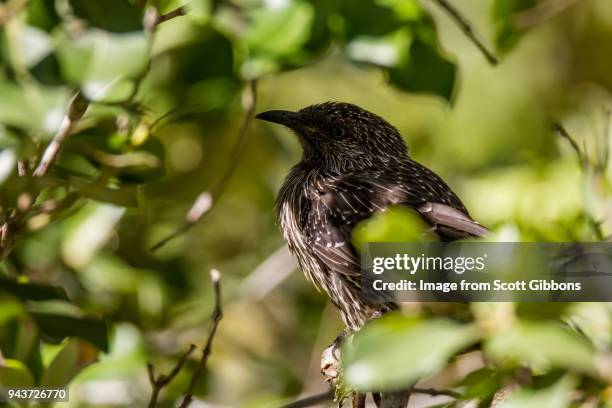 little wattlebird - image by scott gibbons stock-fotos und bilder